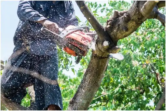 tree services Ridgeville